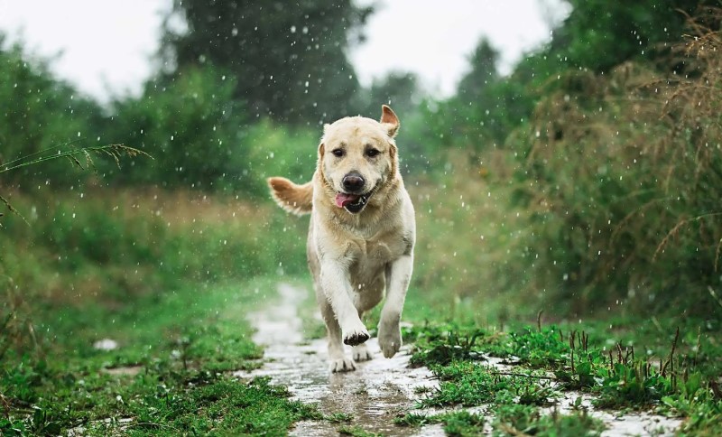 Chú chó phấn khích chạy dọc theo con đường cỏ trong khi vui đùa với thiên nhiên vào ngày mưa