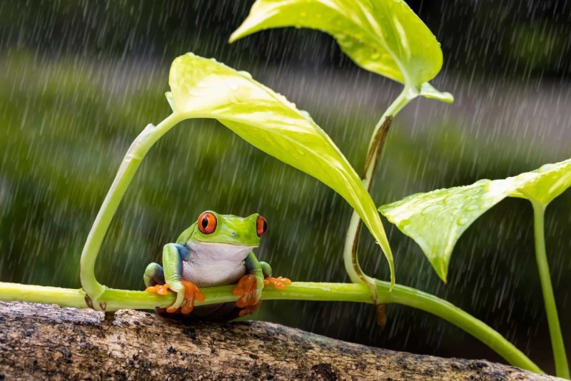 Ếch ngồi trên cành cây trú mưa